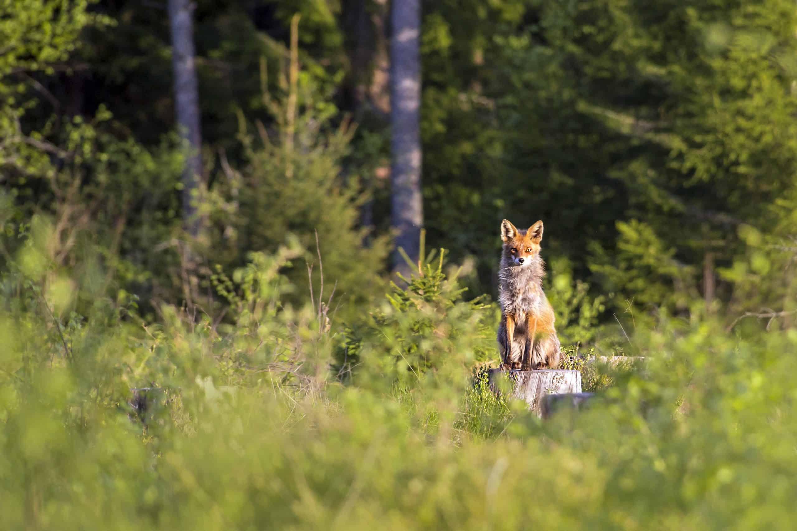 Red fox 4808560 (1)