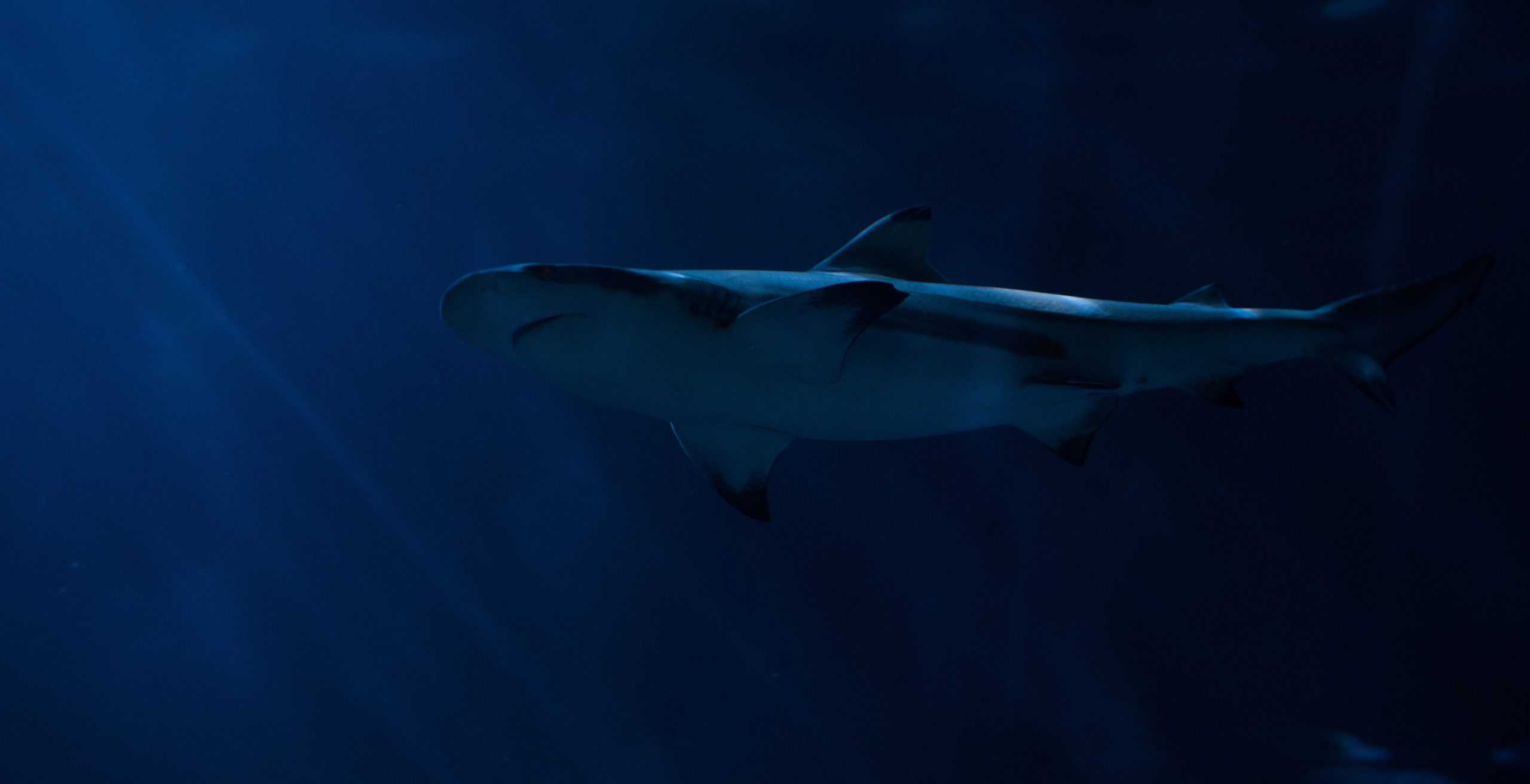 Water ocean underwater biology blue fish 77606 pxhere.com (1)